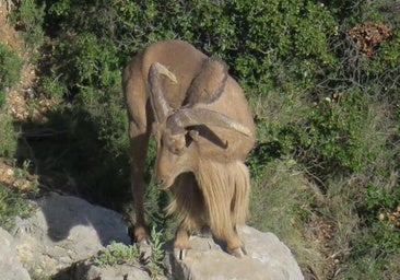 La Comunidad autorizará la vuelta de la caza de la tórtola, pero restringirá la captura de codornices