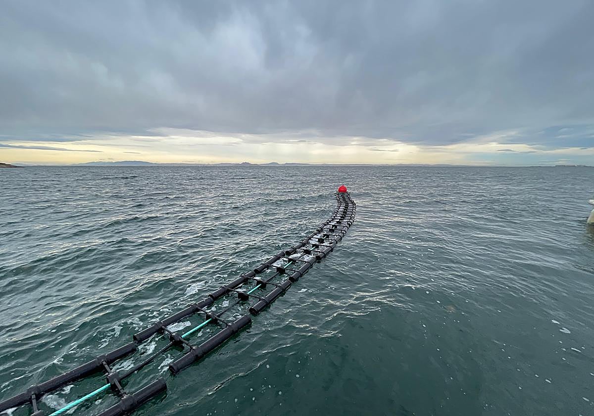 Golpe a la ciencia en el Mar Menor por la desaparición de un cultivo de ostras experimental usado para recuperar la especie