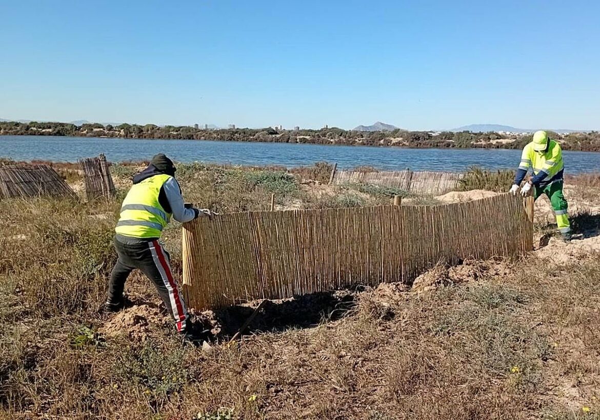El vallado de las dunas y la plantación de sabinas busca proteger las playas de La Llana y la Torre Derribada, en San Pedro