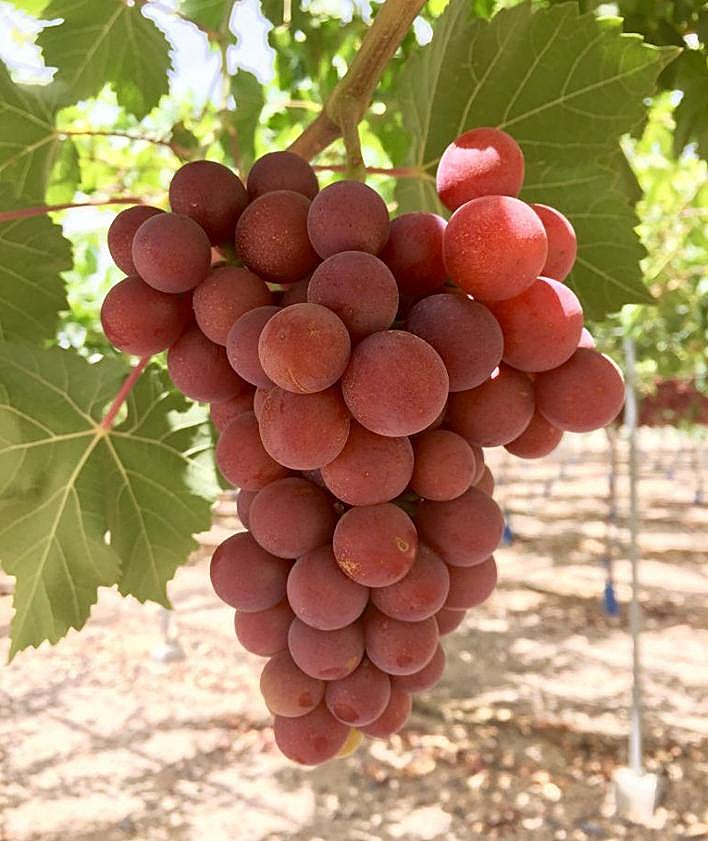 Imagen secundaria 2 - Arriba: Miriam Romero Muñoz, Andrés Martínez y Margarita Pérez Jiménez, en la sede del Imida. Abajo: Muestras de laboratorio de frutales de hueso y variedad de uva de mesa.