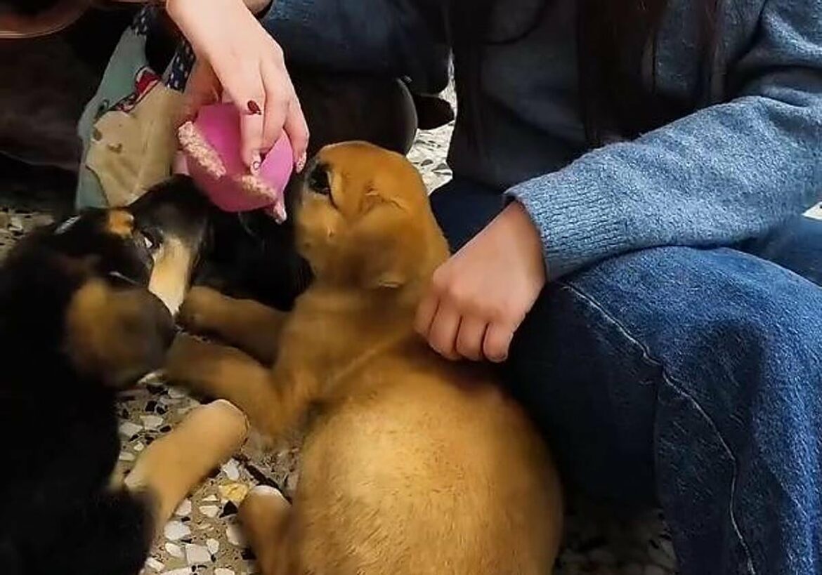 Desayuno con cachorros: el lugar donde puedes almorzar rodeado de perritos