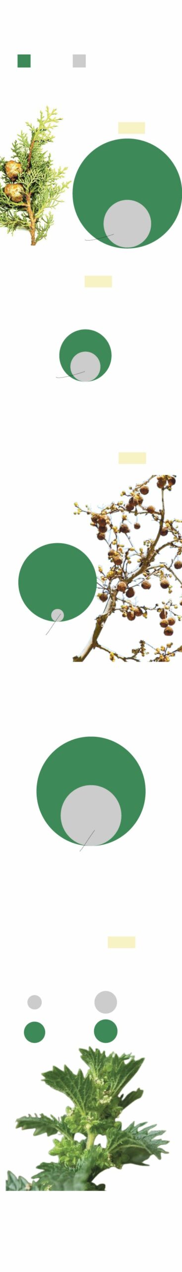 Los alérgicos afrontan una primavera con altas concentraciones de polen en la Región