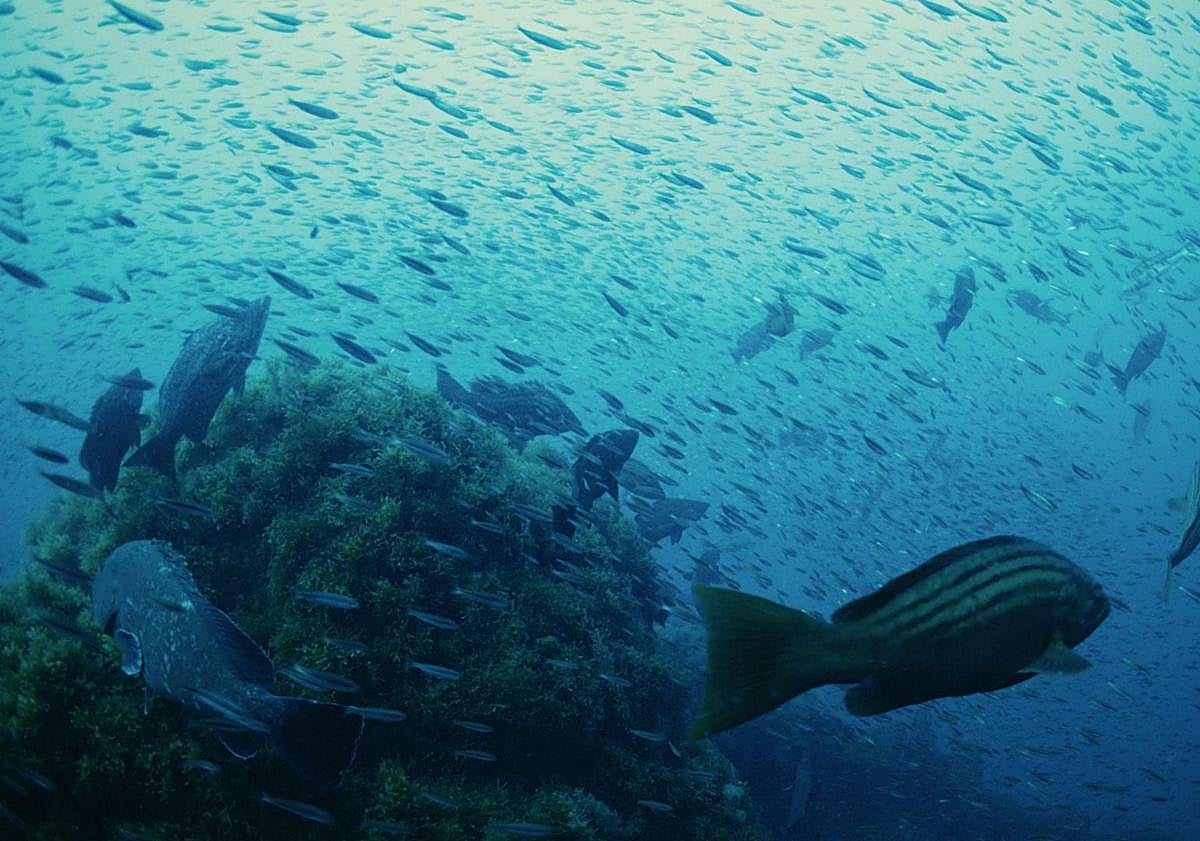 Imagen principal - Todos los depredadores se dan cita en los bajos de Cabo de Palos a la espera de que se formen los cardúmenes de bogas ('Boops boops'). | Boga Run del Mediterráneo. Las bogas, que se alimentan de plancton, forman cardúmenes en verano. | Pol y María, en la costa de Cabo de Palos. 