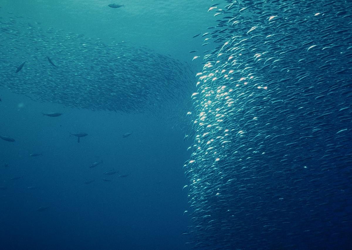 Imagen secundaria 1 - Todos los depredadores se dan cita en los bajos de Cabo de Palos a la espera de que se formen los cardúmenes de bogas ('Boops boops'). | Boga Run del Mediterráneo. Las bogas, que se alimentan de plancton, forman cardúmenes en verano. | Pol y María, en la costa de Cabo de Palos. 