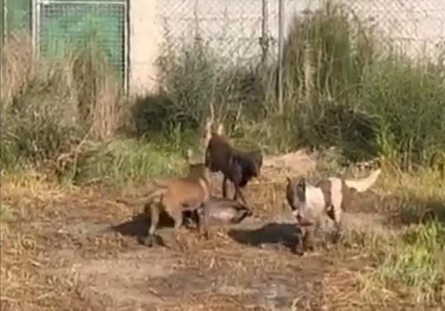 «Si yo no estoy, ese hombre no está vivo. Los perros se lo comen»