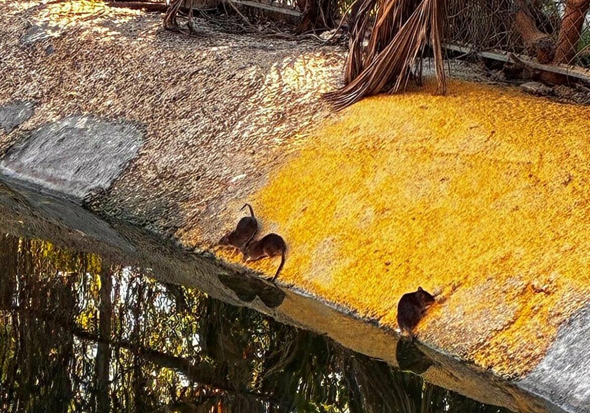 La aparición de ratas en el jardín del Lago de Ronda Sur, en Murcia, irrita a los vecinos