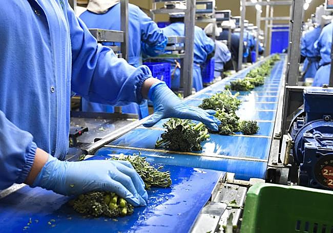 Procesado y empaquetado del bimi en las instalaciones de Deilor, en Totana.