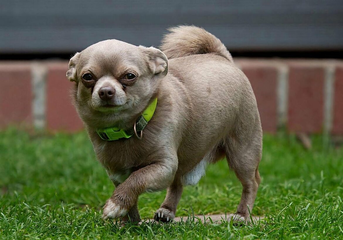 Pide 20.000 euros de indemnización después de que su perro falleciera durante una limpieza dental