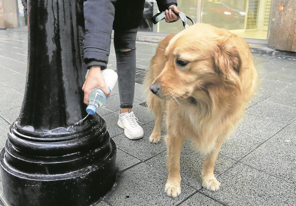 La otra cara de las mascotas: el reto de gestionar los excrementos de 100.000 perros en Murcia y Cartagena