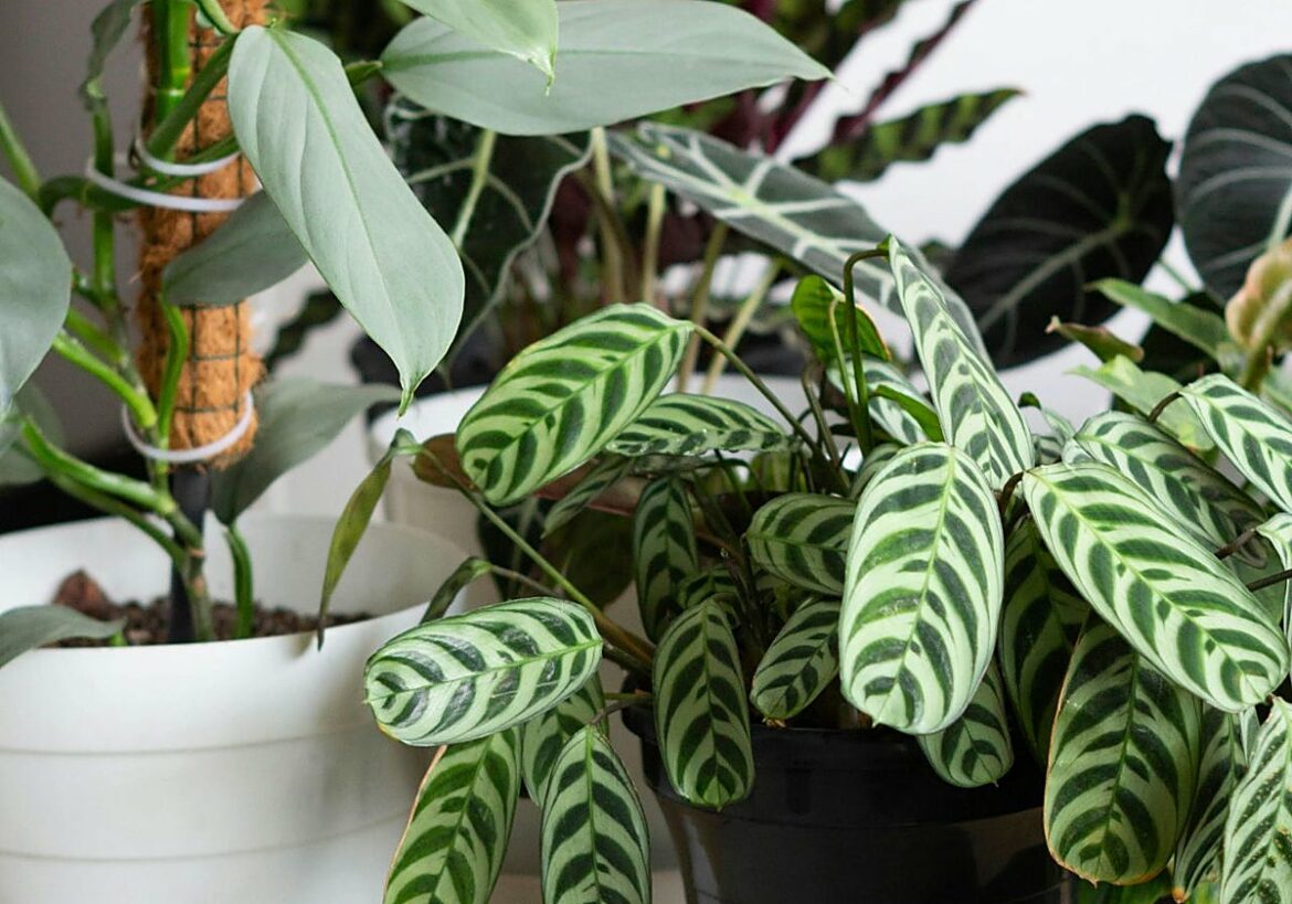 El truco de la piña para saber cuándo tienes que regar las plantas