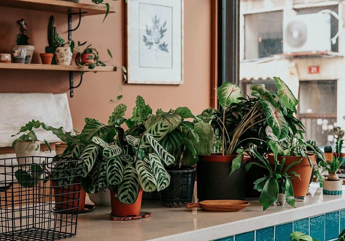 El truco para deshacerse de las mosquillas que hay en tu casa