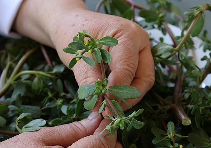 La chef que explora recetas con plantas silvestres