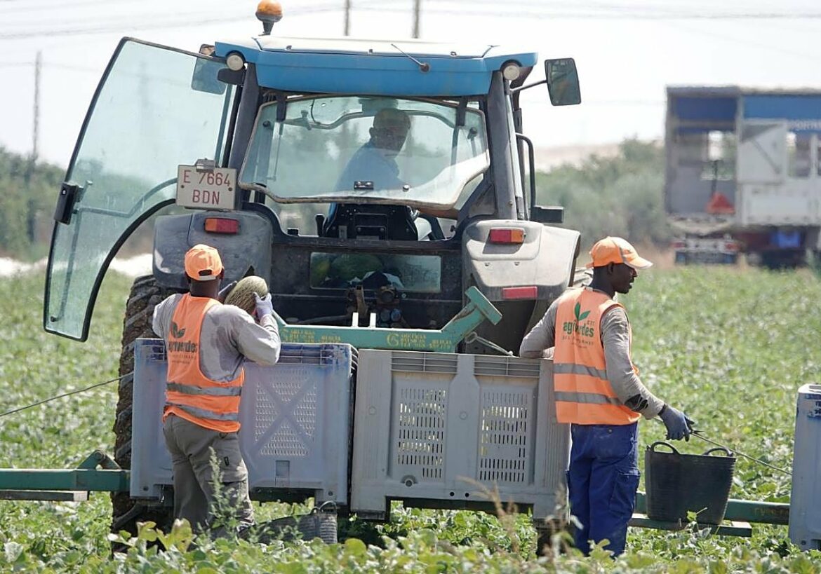 La campaña de verano dejará precios más altos en frutas y verduras exportadas