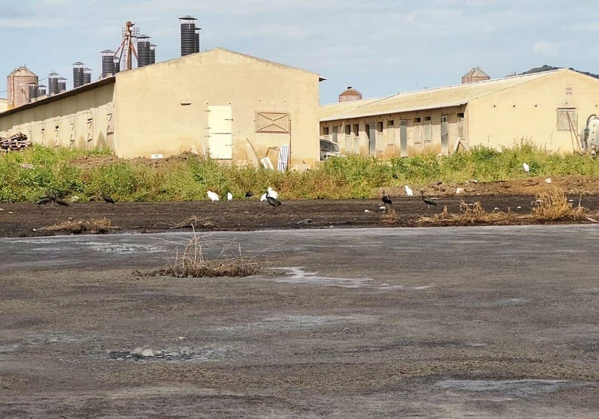 Decenas de granjas siguen sin acreditar el sellado de las balsas de purines en la cuenca del Mar Menor