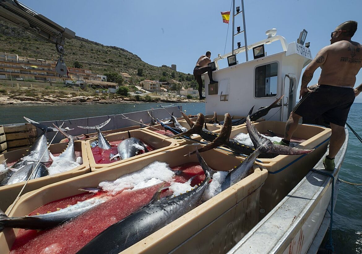 Enfado entre los pescadores de la Región de Murcia por la «insuficiente» subida en las nuevas cuotas del atún rojo