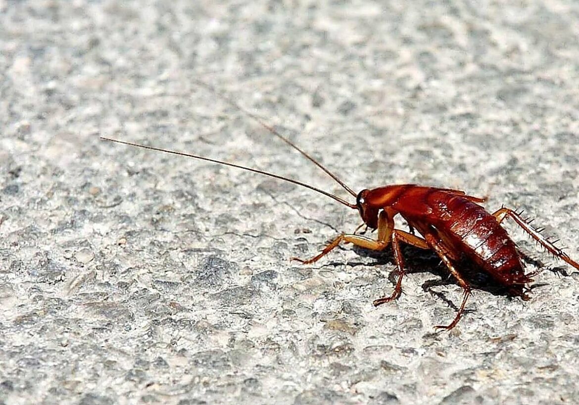 Despídete de las cucarachas en casa con este truco fácil y efectivo
