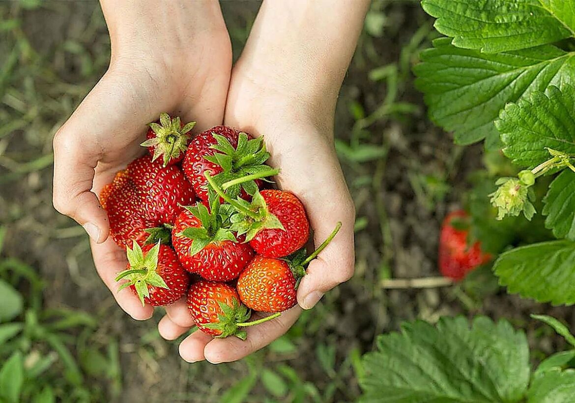El error más común que arruina tus fresas en pocos días