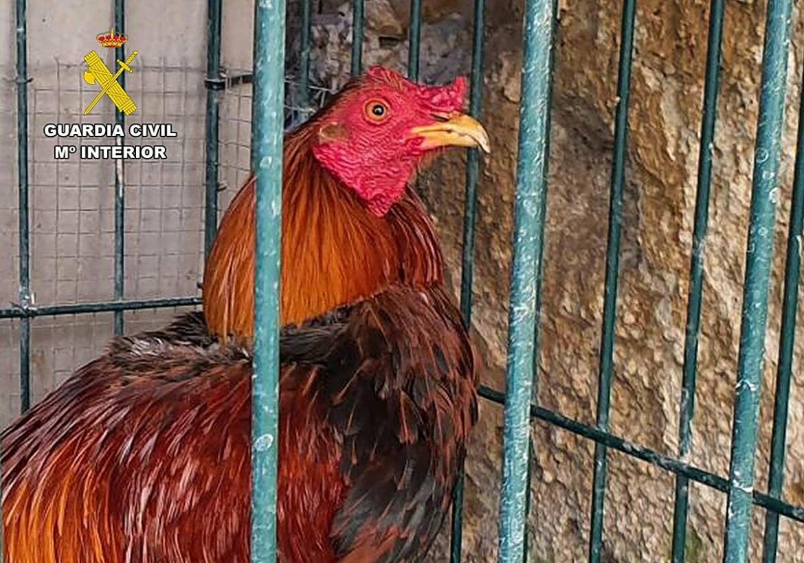 Dos investigados por la mutilación de gallos de pelea en Cieza