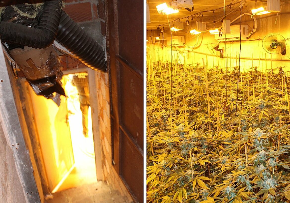 Desmantelado un invernadero de marihuana oculto en el sótano de un almacén en Cartagena