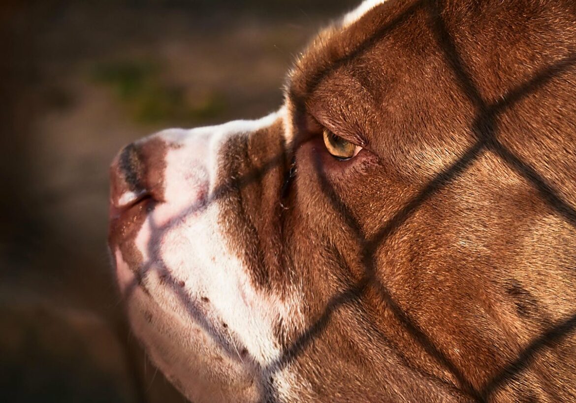 Condenan al dueño de un perro peligroso por animar a una amiga a que le diera de comer: le desfiguró la cara