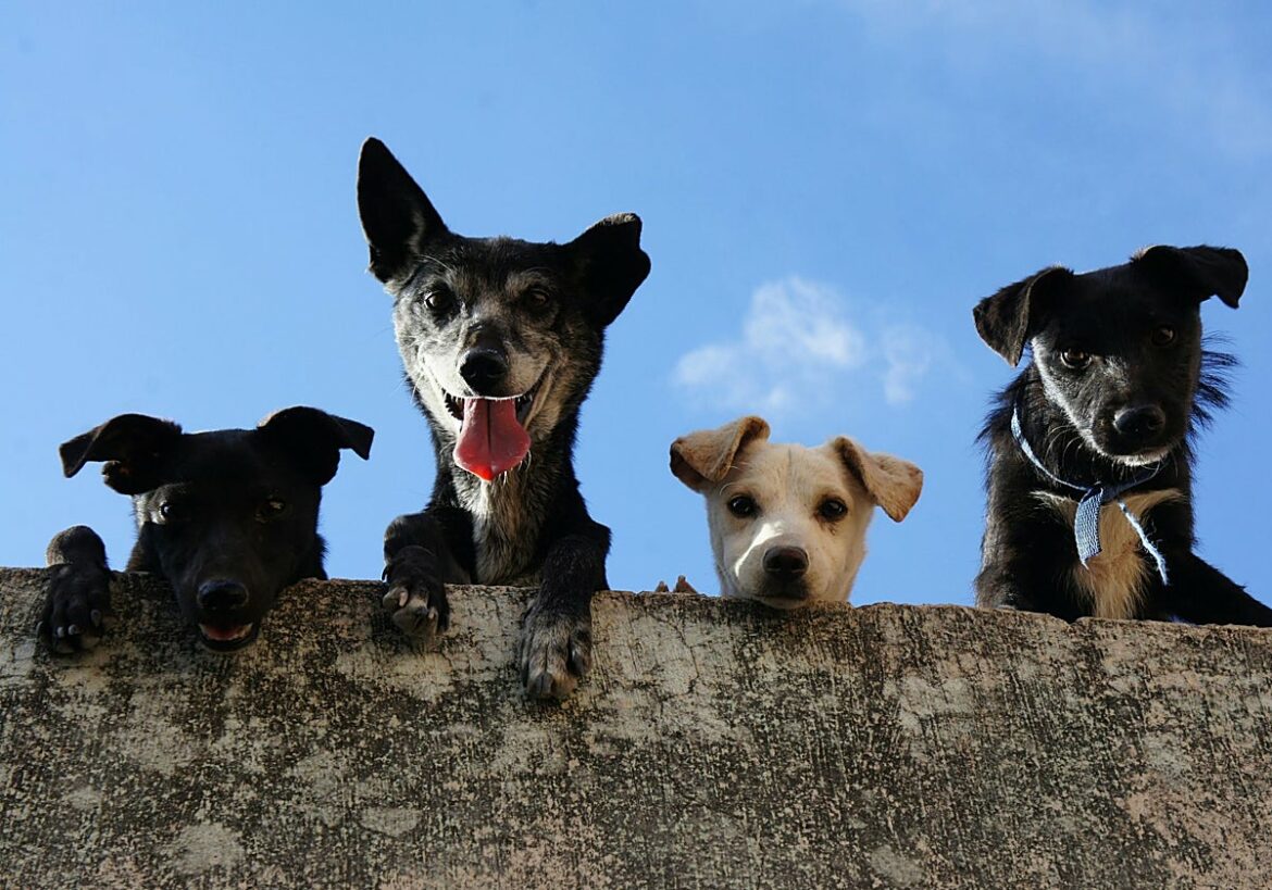 Una mujer pide el uso exclusivo de la casa de su exmarido para cuidar a sus cuatro perros tras el divorcio