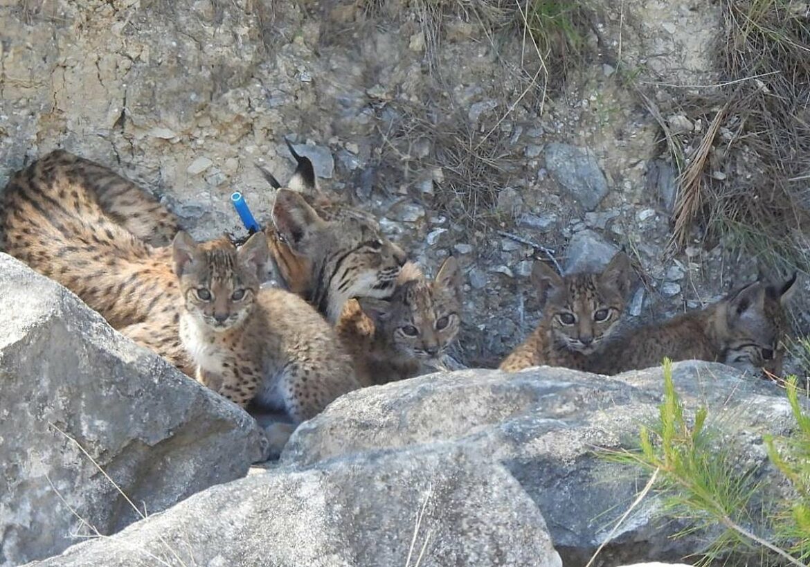 Nacen cuatro cachorros de lince ibérico en las tierras altas de Lorca