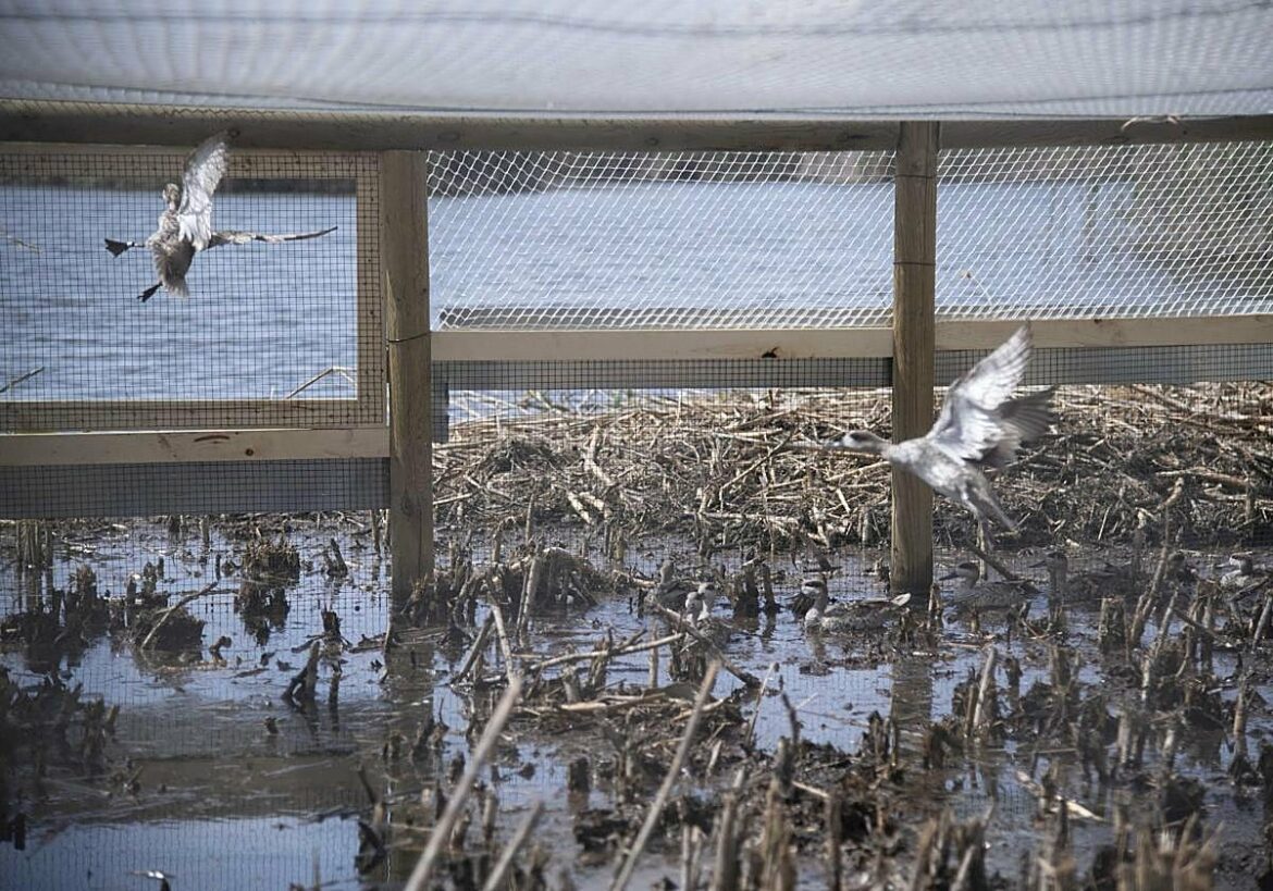 Las lagunas de las Moreras de Mazarrón estrenan dos observatorios de aves