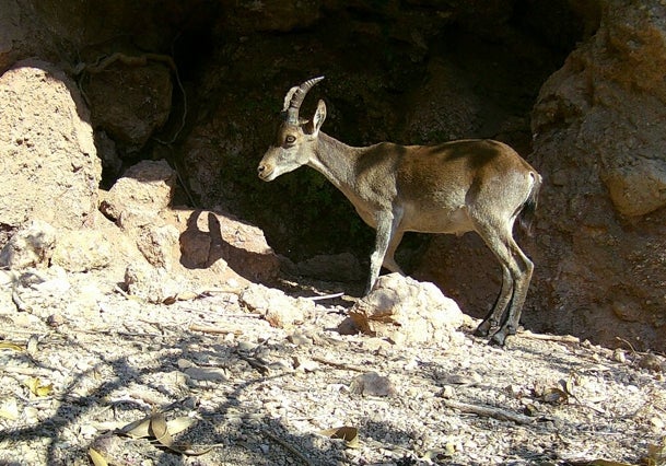 Una cabra montés en el rezume travertino de la finca Castillo de Chuecos.