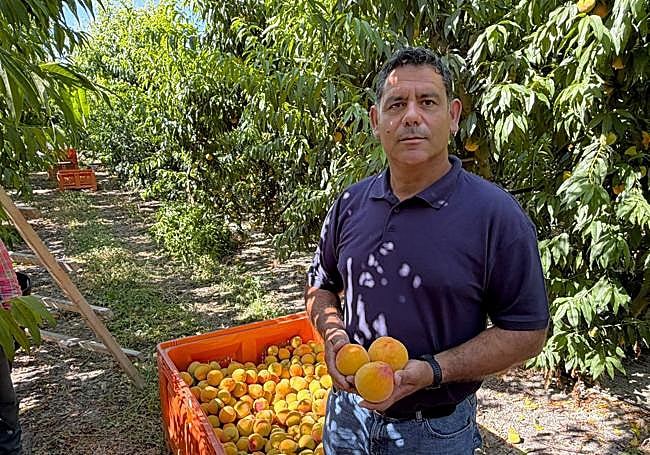 La IGP Melocotón de Cieza prevé cuadruplicar este año su producción