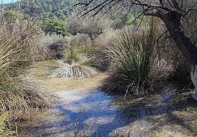 Charca creada por Domingo Jiménez Beltrán en Chuecos (Águilas) para favorecer la biodiversidad y ya naturalizada.