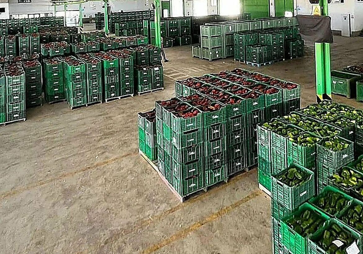 Las exportaciones hortofrutícolas al Reino Unido arrastran una fuerte caída por efecto del ‘Brexit’