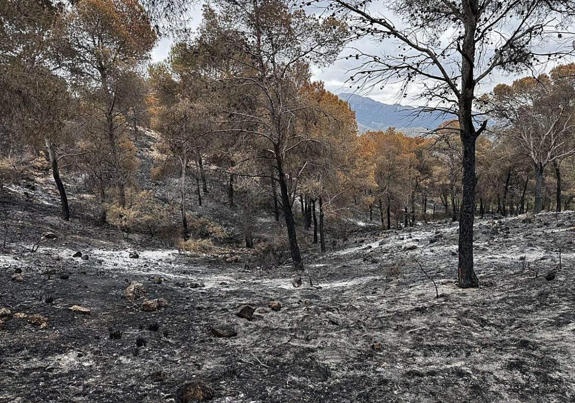 La huella del incendio forestal que calcinó 177 hectáreas del parque natural El Valle y Carrascoy