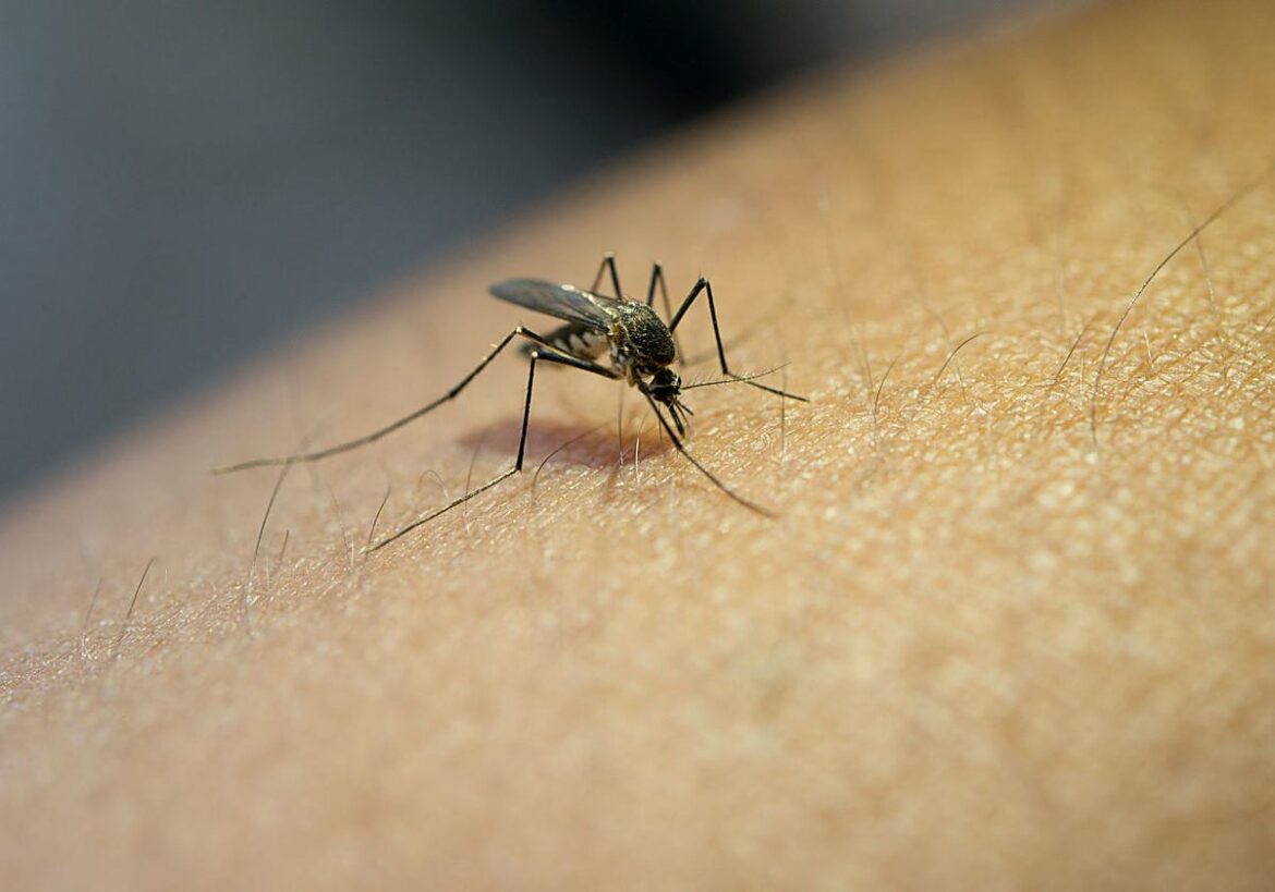 Los dos ingredientes de tu cocina que necesitas para acabar con los mosquitos este verano