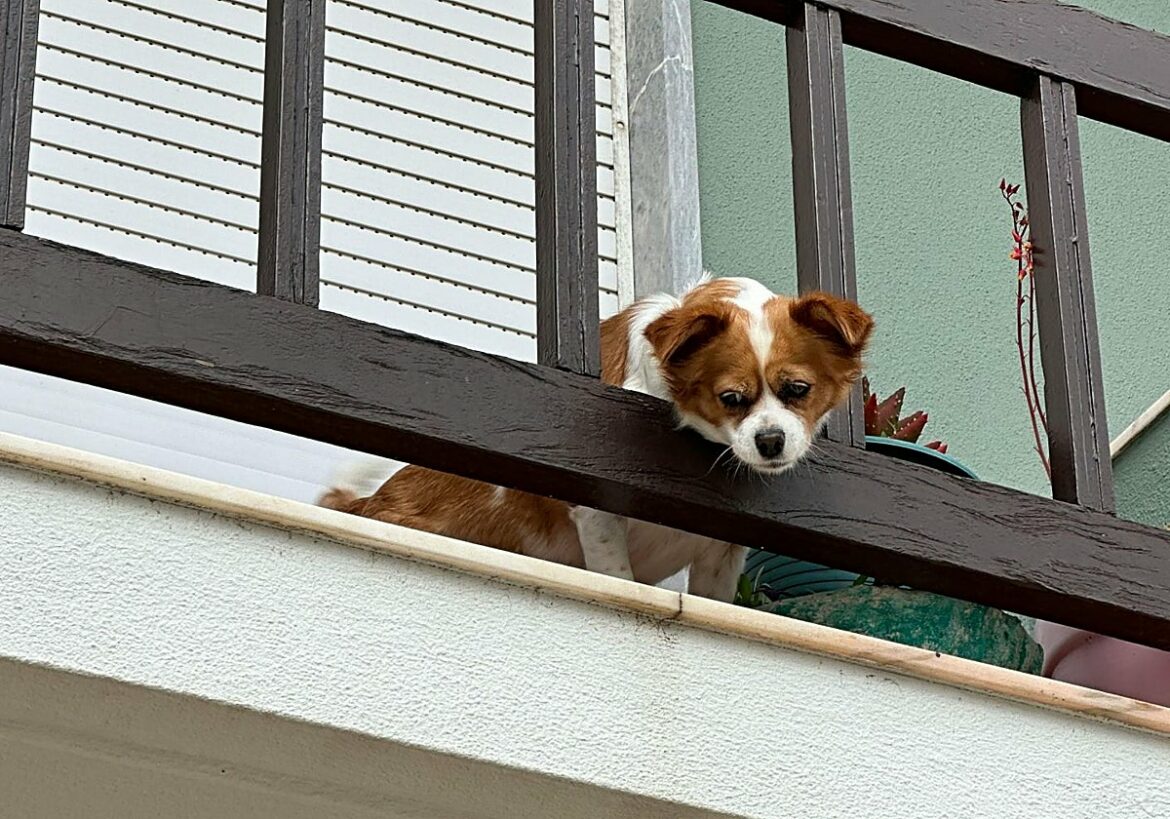 Su perro se cae desde un quinto piso y el juez la condena a pagar 1.200 euros