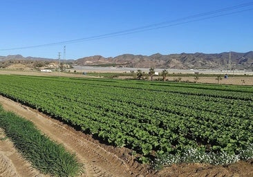 La agricultura ecológica trata de frenar la pérdida de productores hortofrutícolas en la Región de Murcia