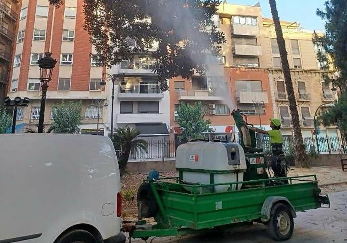 «Duchas gigantes» a los árboles centenarios de Murcia para protegerlos